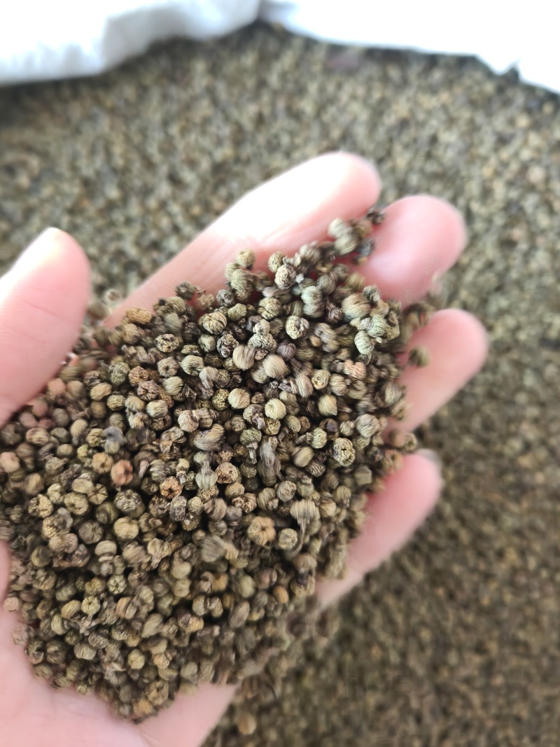 （热销）吴茱萸中花吴茱萸产地大货量多从优实物拍摄