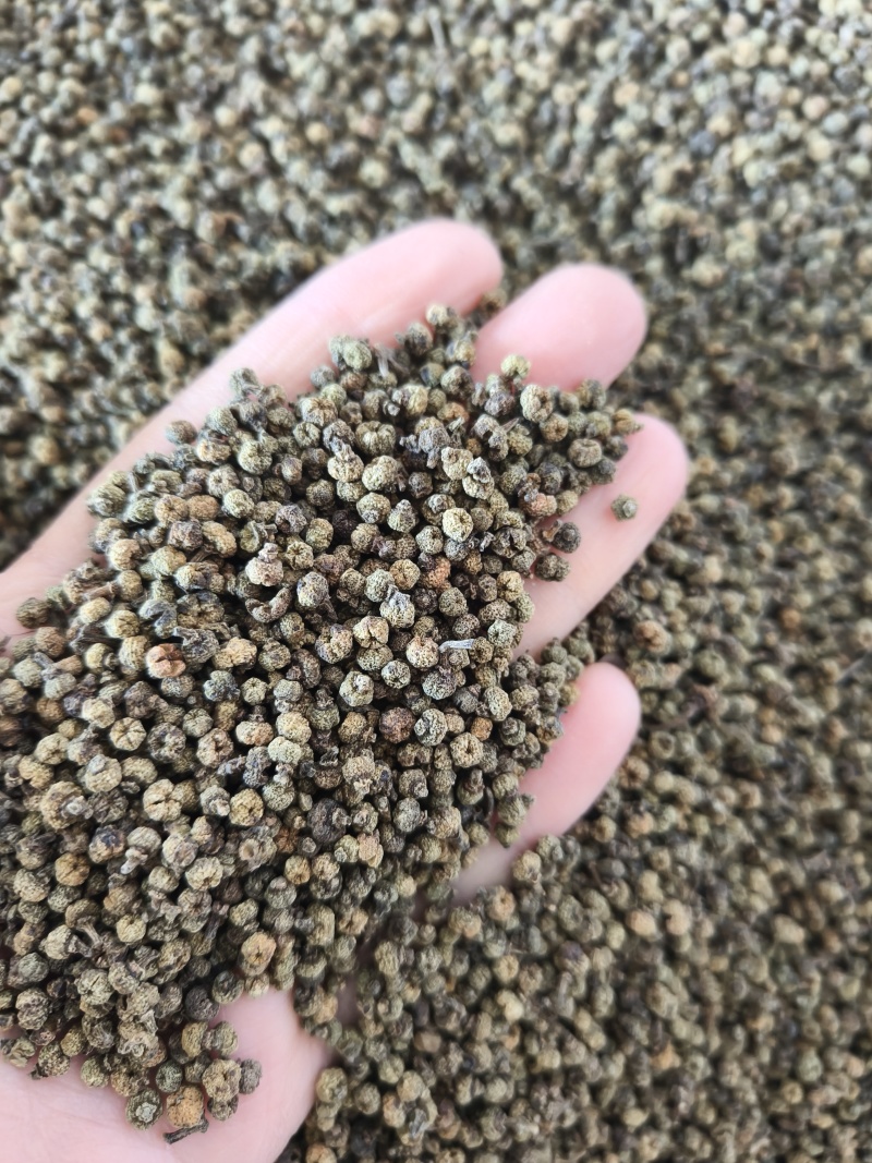 （热销）吴茱萸中花吴茱萸产地大货量多从优实物拍摄
