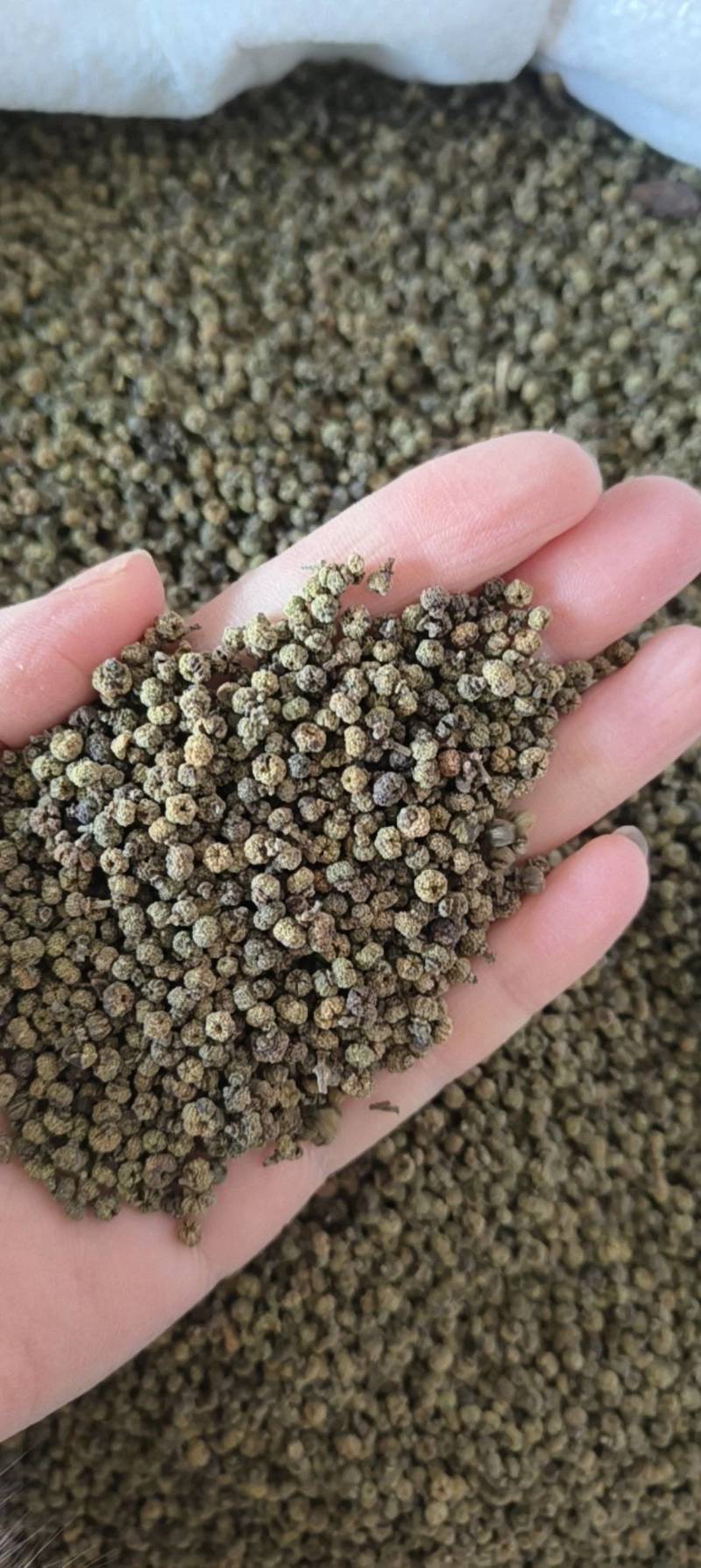 （热销）吴茱萸中花吴茱萸产地大货量多从优实物拍摄