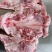 国产生去骨猪头肉鲜货加工一件4张10公斤一件