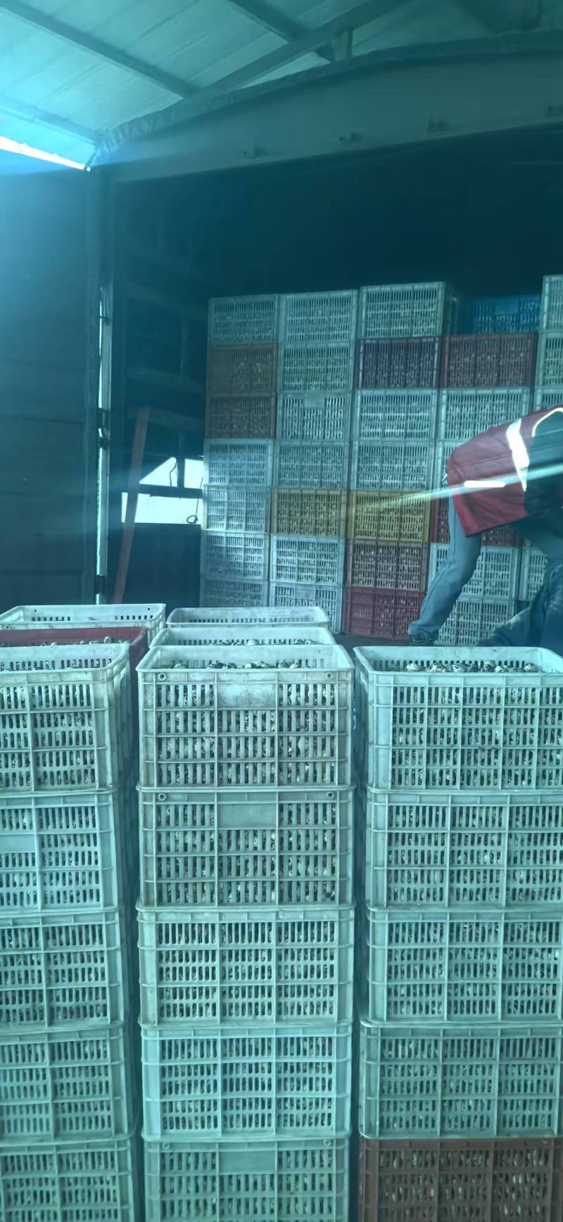 精品鹌鹑蛋一手货源量大从优质量保证诚信经营欢迎咨询