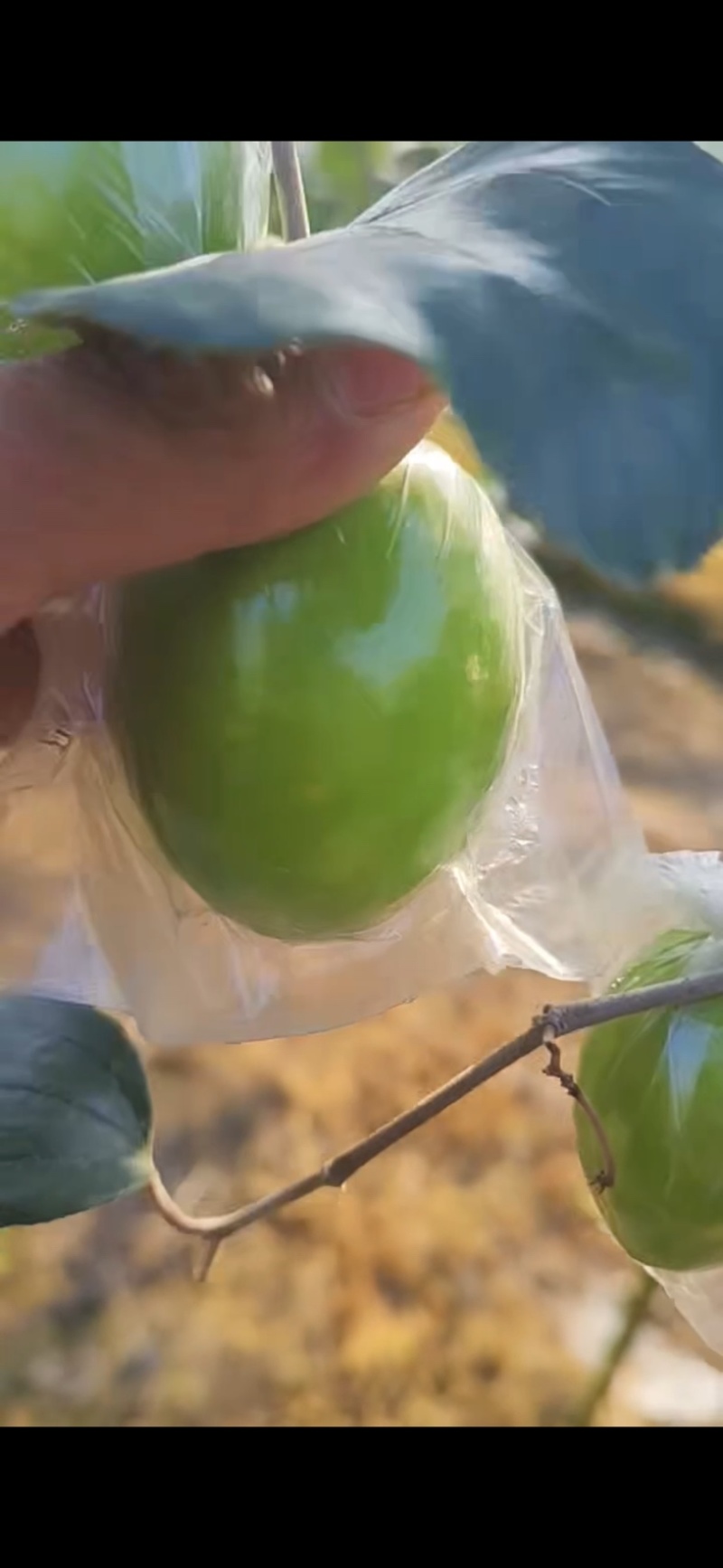 平南蜜丝枣，脆甜大，果面干净，1两3起。个头大