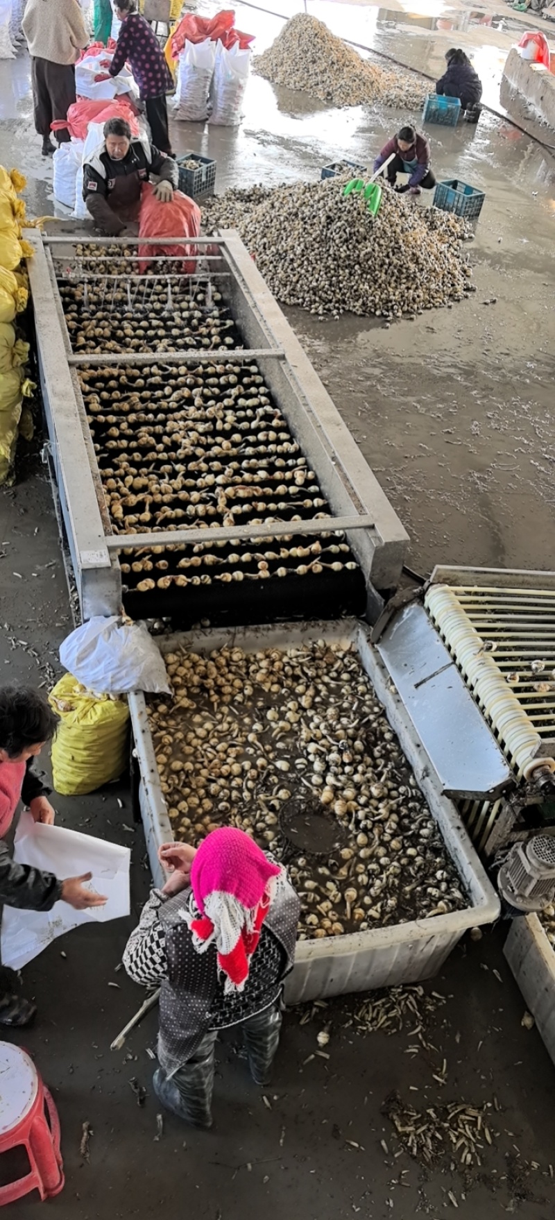 白茨菇