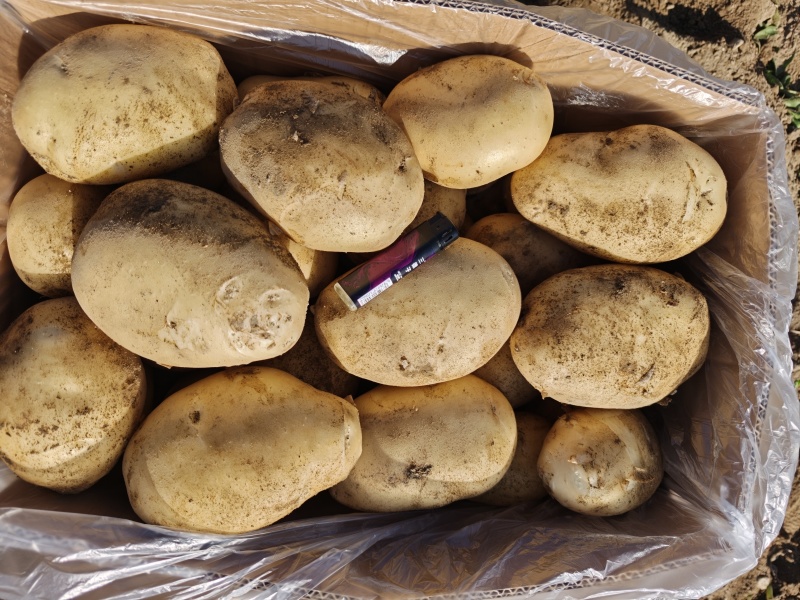 精品希森3号，果行饱满，日照充足，3两起装。