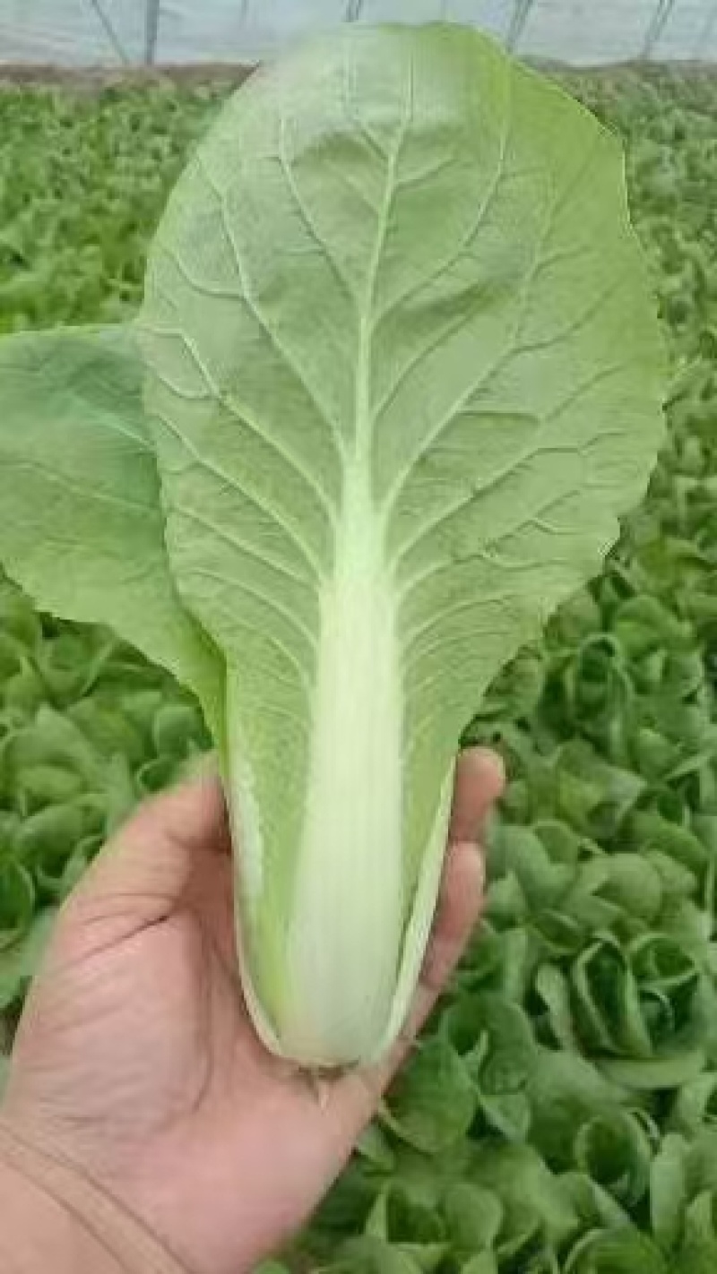 小白菜产地一手货源，量大优惠，对接全国市场电商平台