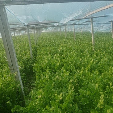 下一芹菜以质论价