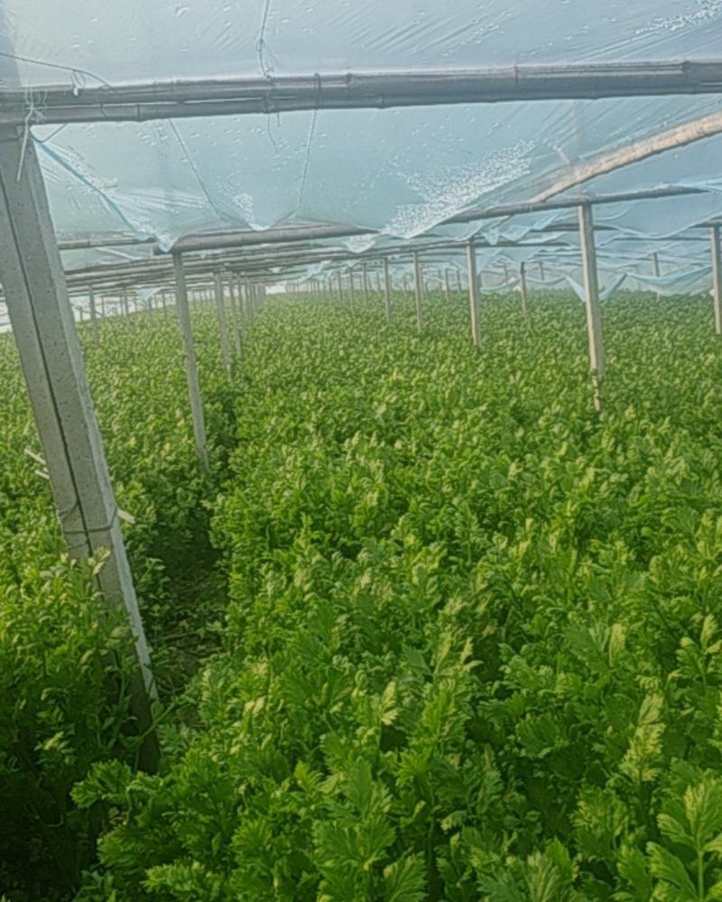 下一芹菜以质论价