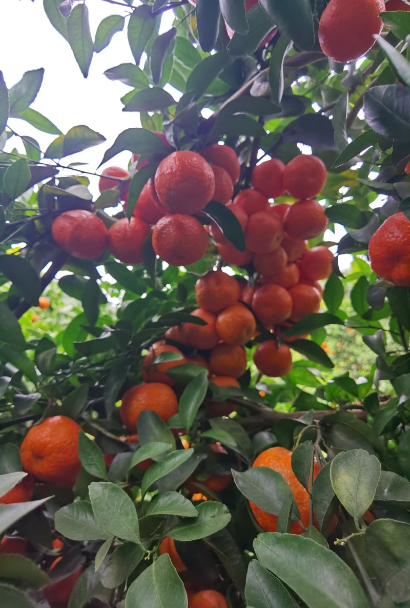 广西西林沙糖桔，产地直发，新鲜摘采，价格美丽，欢迎对接。