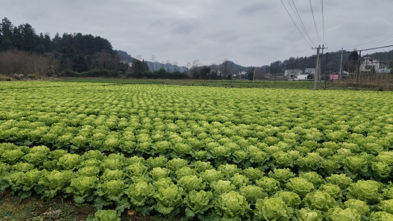 批发贵州本地高产抗病大田耐贮耐运麻叶大白菜