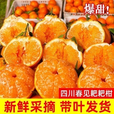精品耙耙柑，全国发货，大量上市，欢迎进店沟通
