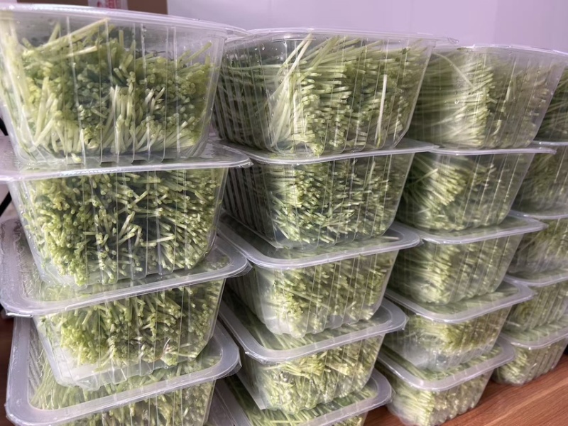 豌豆芽苗菜（鲜活）
