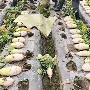 萝卜都是萝卜