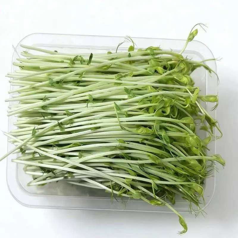 无根豌豆尖芽苗菜，基地直发，诚信经营，对接各大电商商超等