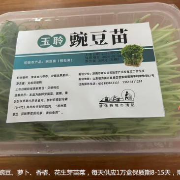 无根豌豆尖芽苗菜，基地直发，诚信经营，对接各大电商商超等