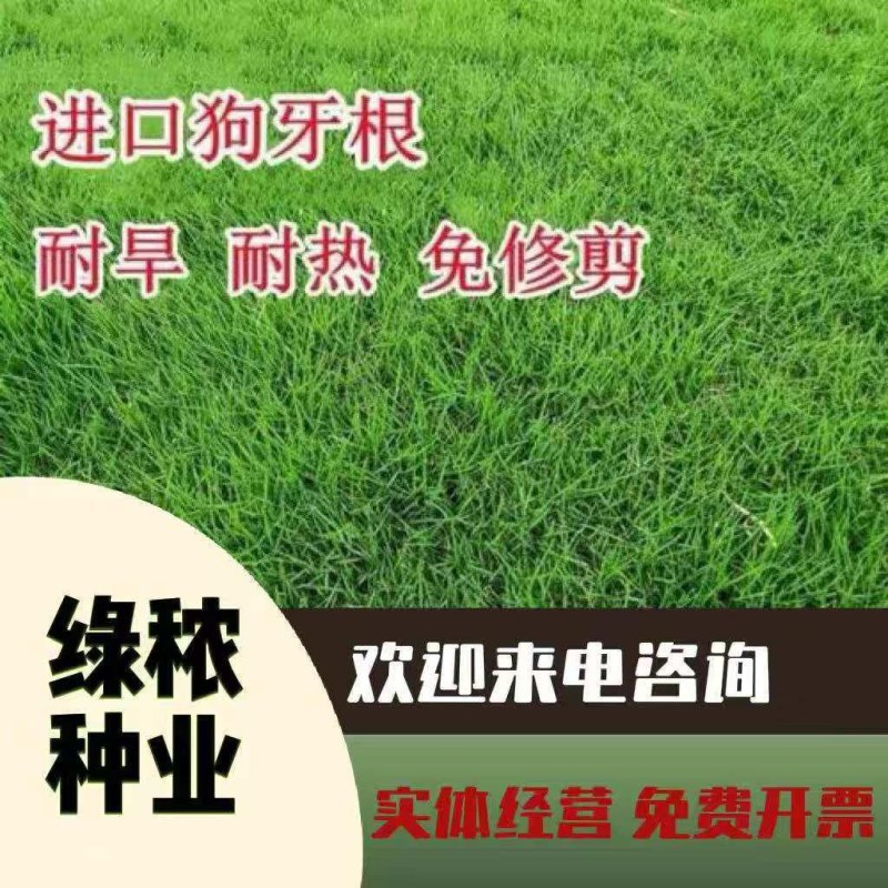 狗牙根种子矮生耐践踏免修剪根系发达固土固沙防塌