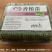 鲜活香椿芽苗菜一手货源，品质保证，可视频看，货量大从优