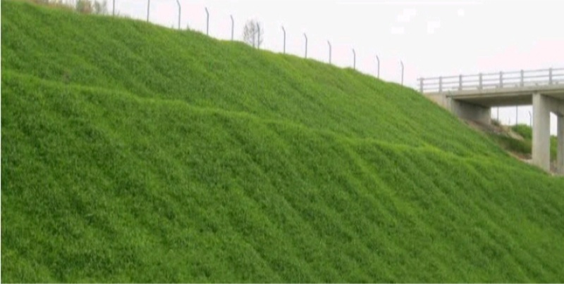 狗牙根种子矮生耐践踏免修剪根系发达固土固沙防塌