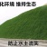 狗牙根种子矮生耐践踏免修剪根系发达固土固沙防塌
