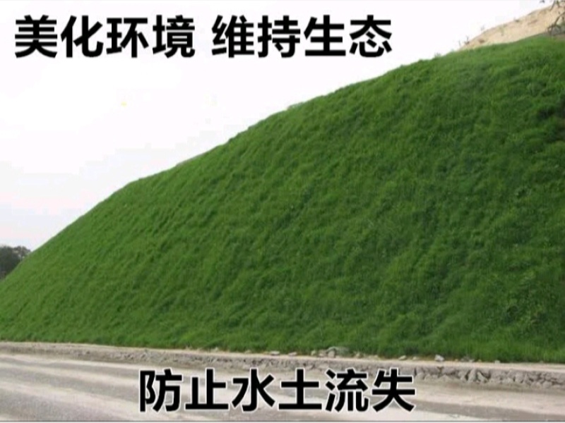 狗牙根种子矮生耐践踏免修剪根系发达固土固沙防塌