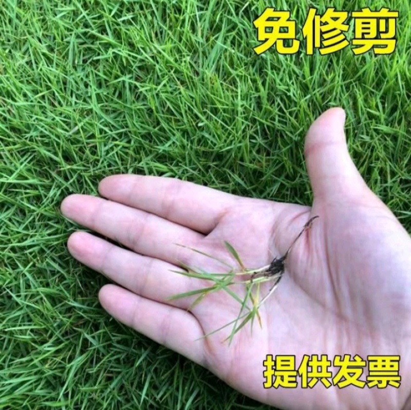 狗牙根种子矮生耐践踏免修剪根系发达固土固沙防塌