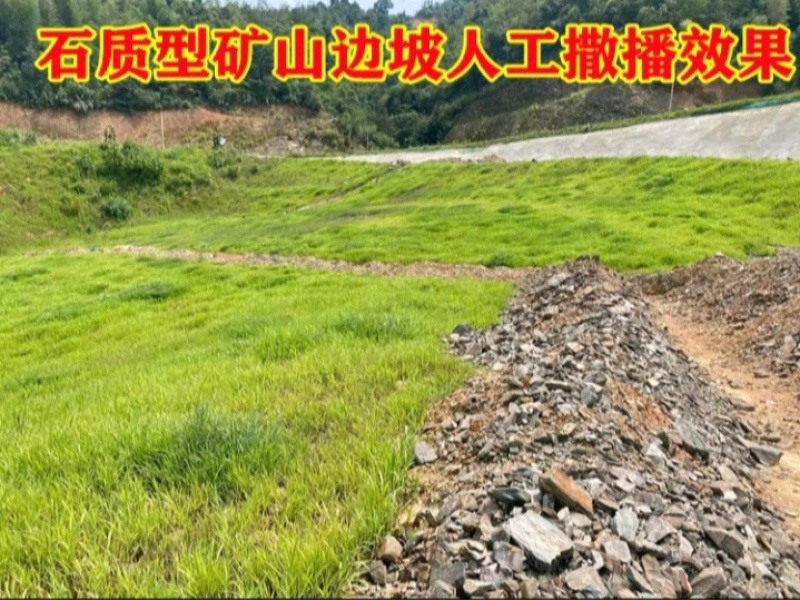 狗牙根种子矮生耐践踏免修剪根系发达固土固沙防塌