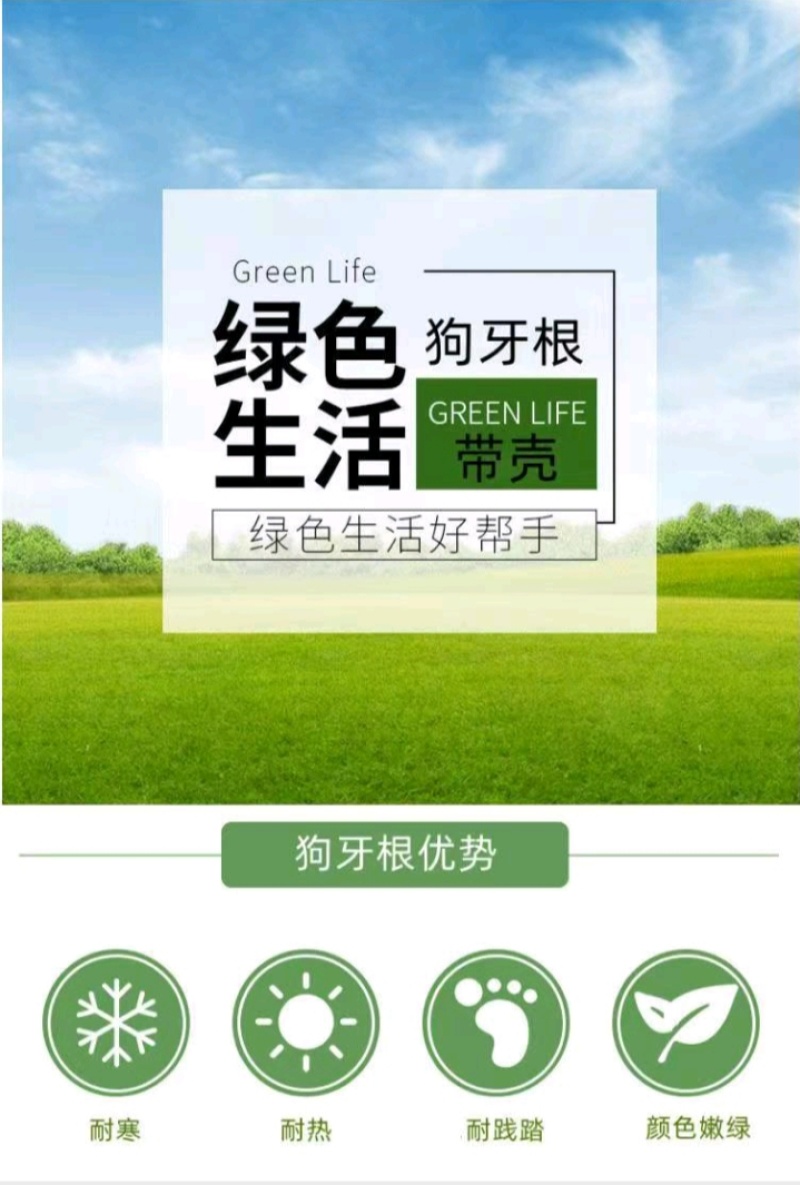 狗牙根种子矮生耐践踏免修剪根系发达固土固沙防塌