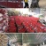 狗牙根种子矮生耐践踏免修剪根系发达固土固沙防塌