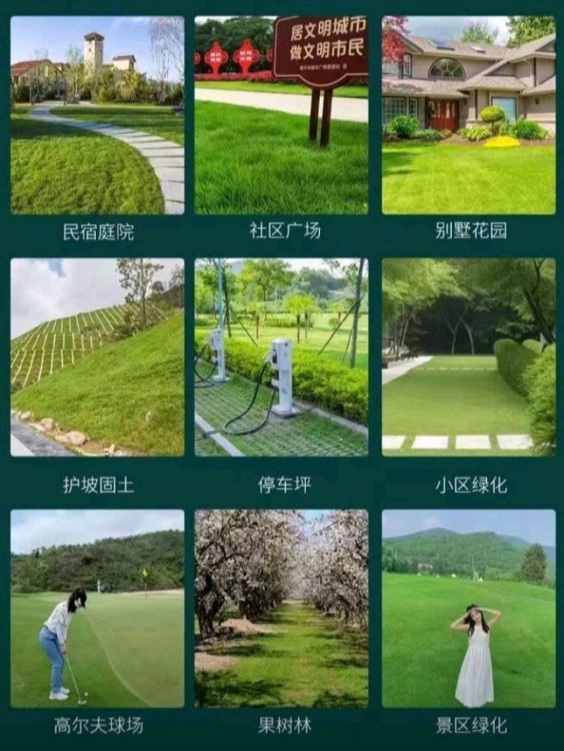 狗牙根种子矮生耐践踏免修剪根系发达固土固沙防塌