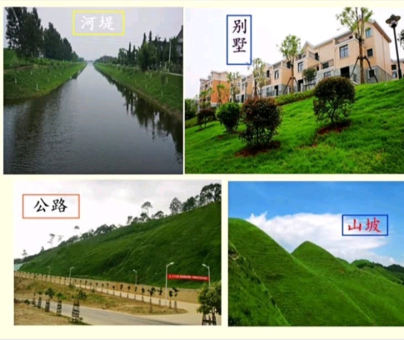 狗牙根种子矮生耐践踏免修剪根系发达固土固沙防塌