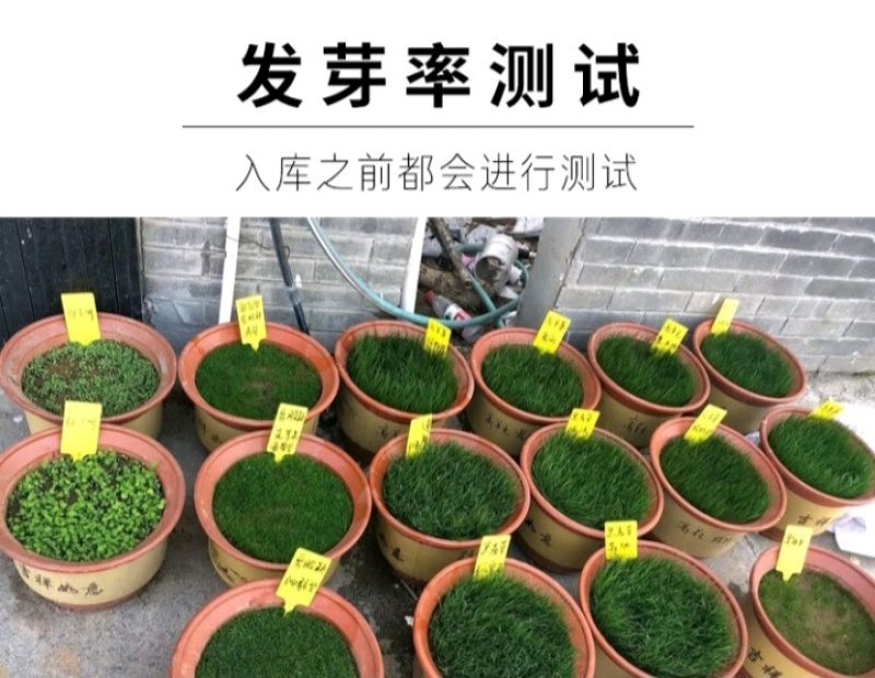 狗牙根种子矮生耐践踏免修剪根系发达固土固沙防塌
