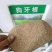 狗牙根种子矮生耐践踏免修剪根系发达固土固沙防塌