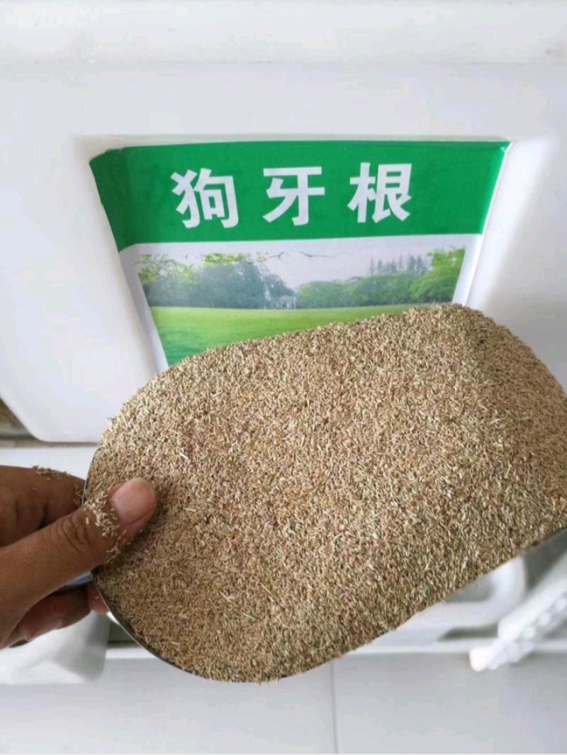 狗牙根种子矮生耐践踏免修剪根系发达固土固沙防塌