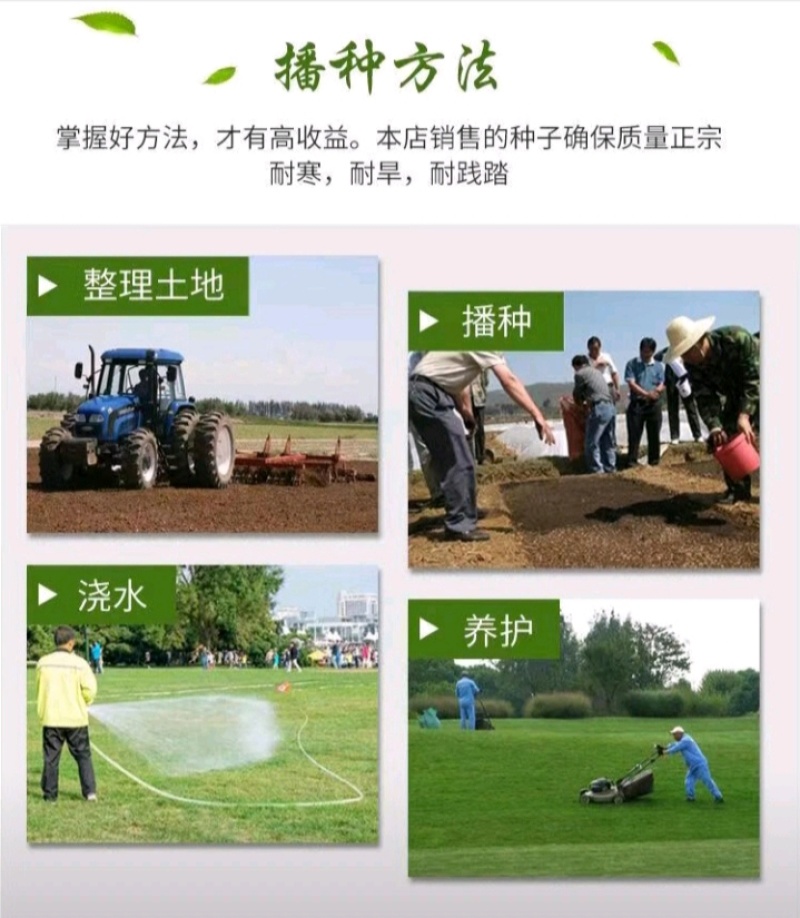 狗牙根种子矮生耐践踏免修剪根系发达固土固沙防塌