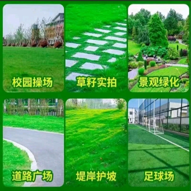 狗牙根种子矮生耐践踏免修剪根系发达固土固沙防塌