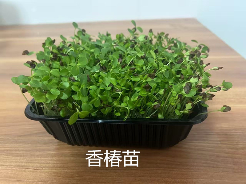 鲜活香椿芽苗菜一手货源，品质保证，可视频看，货量大从优