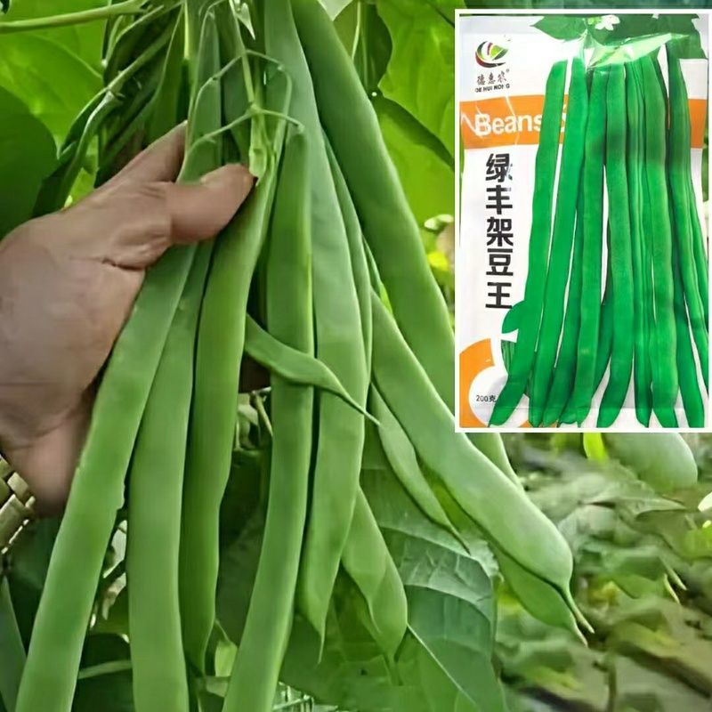 绿丰架豆王种籽早熟高产耐老化纤维少翠嫩扁豆角种子原装正品