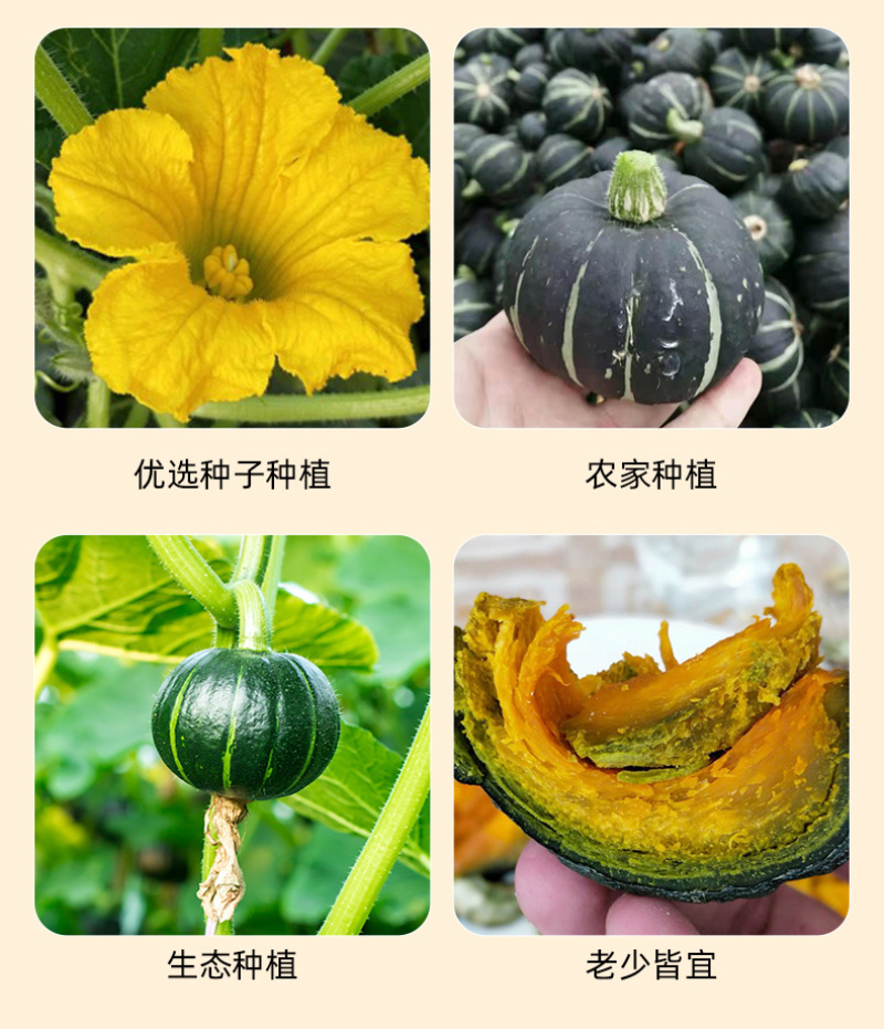 南小萌沃土三号贝贝南瓜规格齐全包装精美欢迎来电咨询