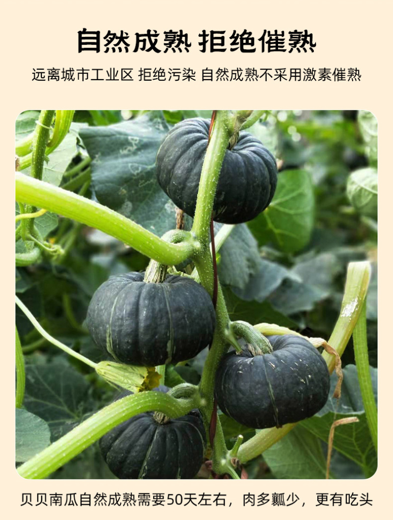 南小萌沃土三号贝贝南瓜规格齐全包装精美欢迎来电咨询