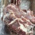 满肉肩胛骨