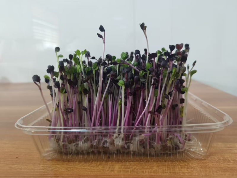 萝卜芽苗菜