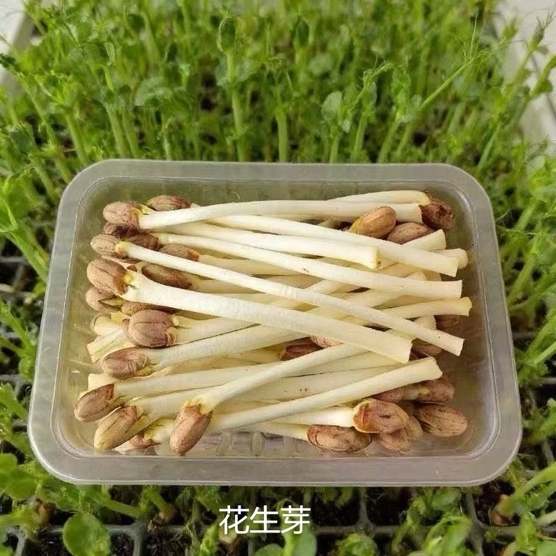 花生芽