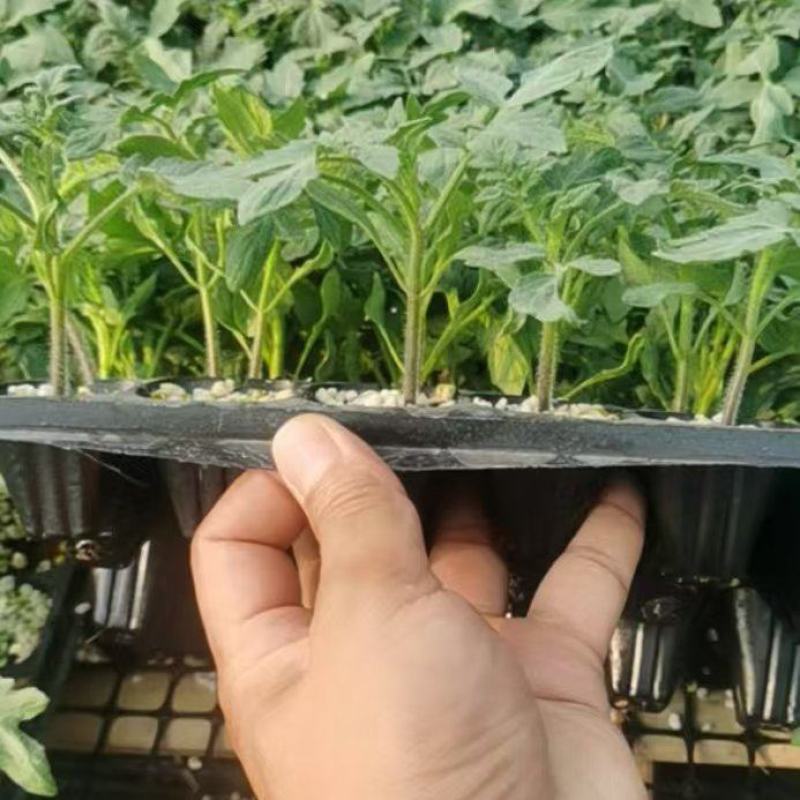 可预定西红柿冬春茬高抗死棵、灰叶斑、叶霉大粉番茄种苗