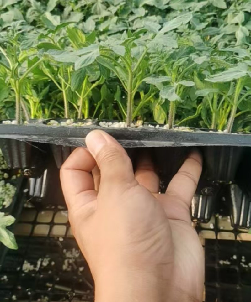 可预定西红柿冬春茬高抗死棵、灰叶斑、叶霉大粉番茄种苗