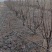 秋月梨树(三年生，5到8公分)