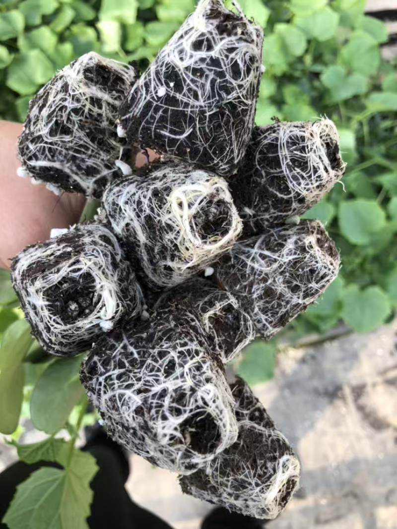 可预订山东黄瓜苗嫁接黄瓜苗密刺黑油亮绿瓤抗病能力强