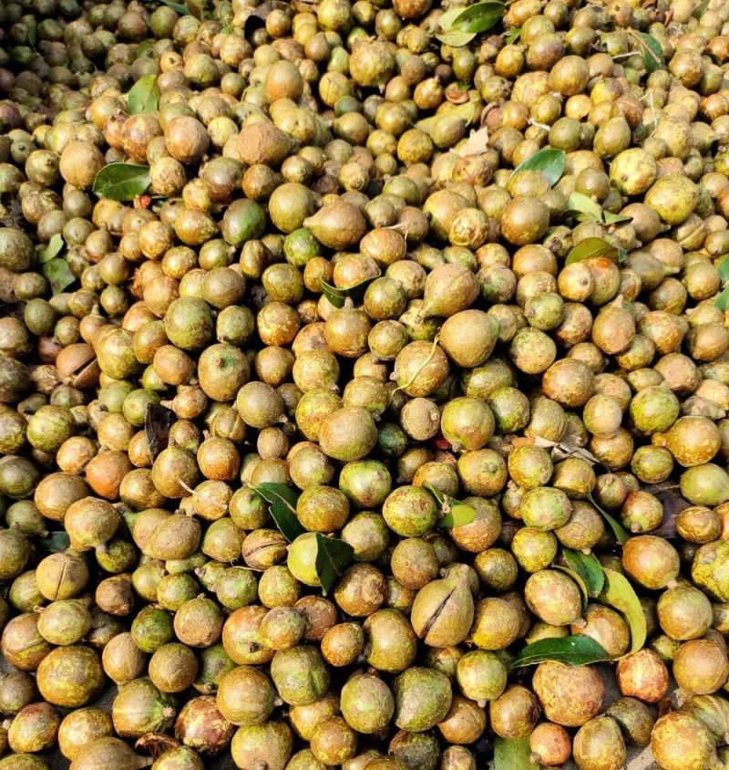 山茶油