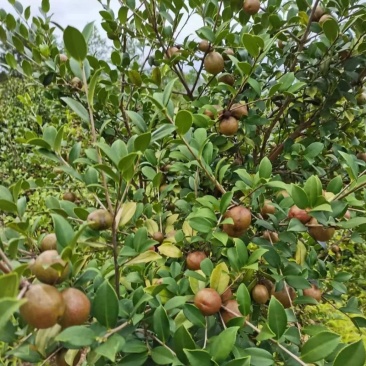 山茶油