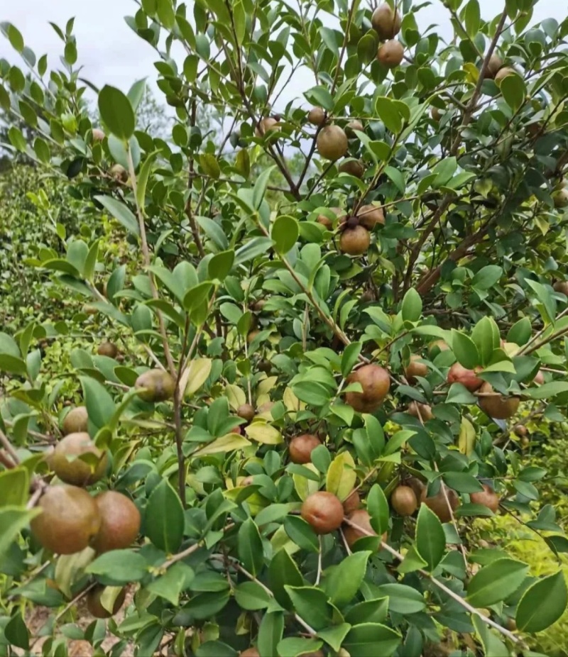 山茶油