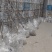 油蟠枣苗，个头大单果50克以上，糖度30个以上。