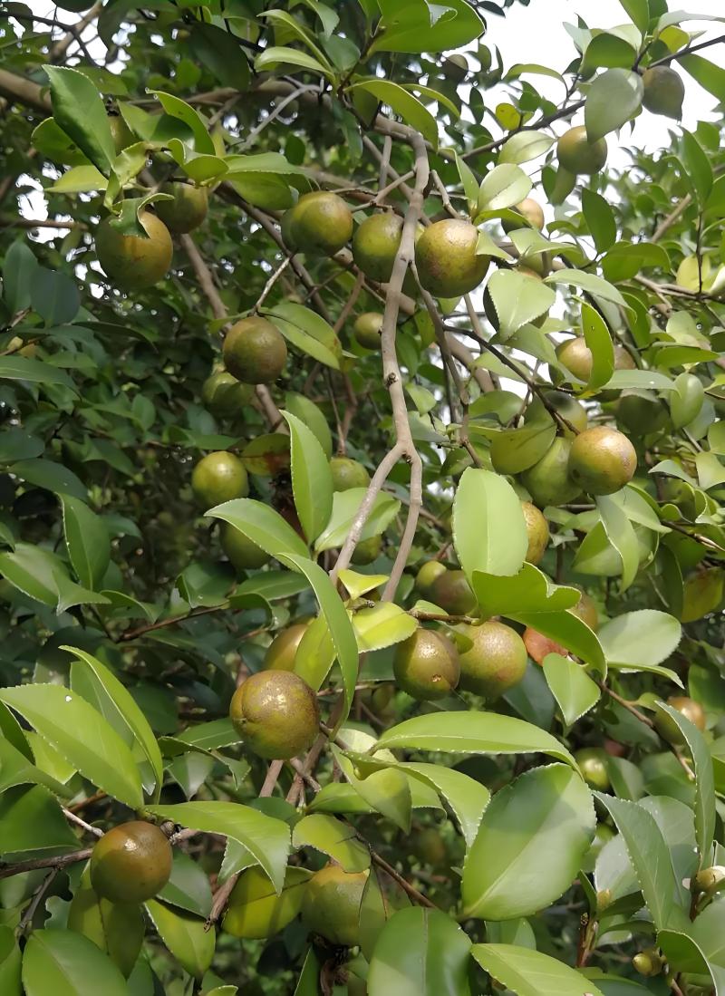 纯正山茶油